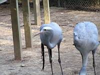Grue de Paradis, Anthropoides paradisea (Photo F. Mrugala) (3)